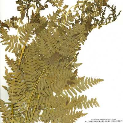 Common Names: Hairy Brackenfern, Western Bracken Fern Scientific Name: Pteridium aquilinum (L
