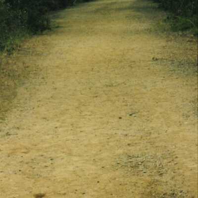 11.5" x 4" panoramic undated photograph of Oso Flaco Lake area