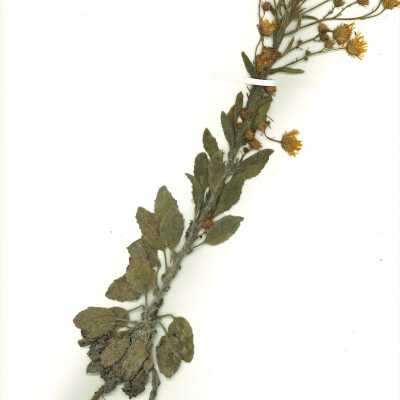Common Name: Telegraph Weed Scientific Name: Heterotheca grandiflora Nutt
