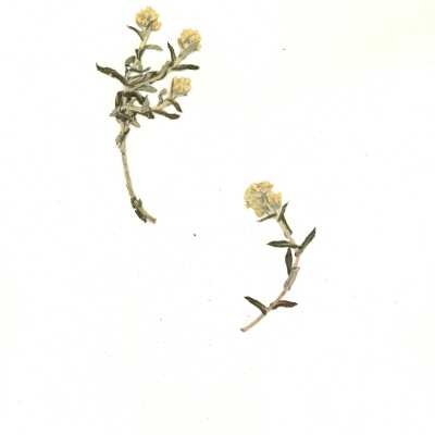 Common Name: Two-color Rabbit-tobacco Scientific Name: Pseudognaphalium biolettii Anderb
