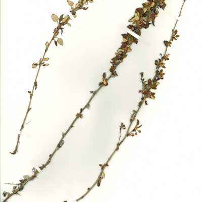 Common Names: Seacliff Buckwheat, Dune Buckwheat Scientific Name: Eriogonum parvifolium Sm