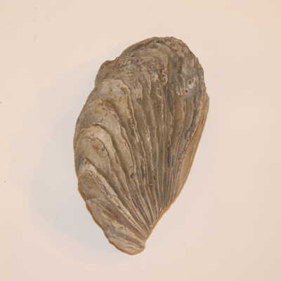 Wave-Like Layered Rock