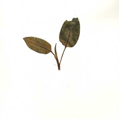 Common Name: Water Smartweed Scientific Name: Persicaria amphibia (L