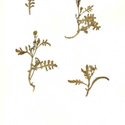 Common Name: European Searocket Scientific Name: Cakile maritima Scop