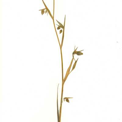 Common Names: White Fairy Lantern, White Globe Lily Scientific Name: Calochortus albus (Benth