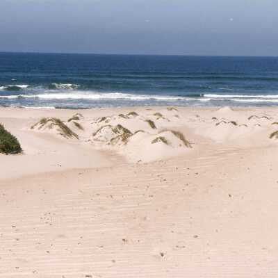 Guadalupe Dunes Preserve aka Rancho Guadalupe Beach County Park
