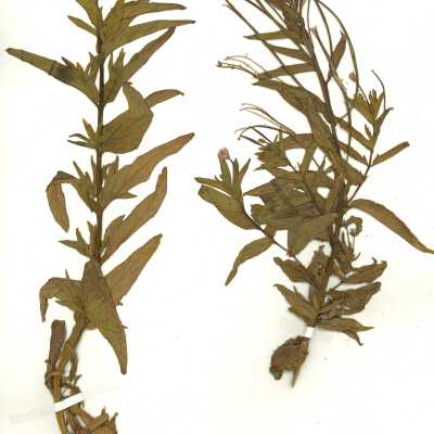 Common Names: Fringed Willowherb, Northern Willowerb Scientific Name: Epilobium ciliatum Raf