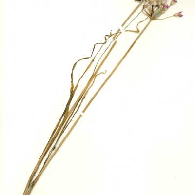 Common Name: Mexicali Onion Scientific Name: Allium peninsulare Lemmon ex Greene Family: Alliaceae San Luis Obispo County, CA, USA Collected by Kathleen Goddard Jones Date: 1970's