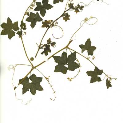Common Name: California Man-root Scientific Name: Marah fabacea (Naudin) Greene Family: San Luis Obispo County, CA, USA Collected by Kathleen Goddard Jones Date: 1970's