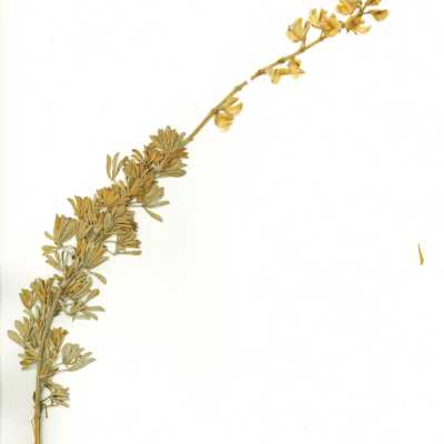 Common Names: Beach Blue Lupine, Chamisso Bush Lupine, Dune Bush Lupine Scientific Name: Lupinus chamissonis Eschsch