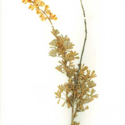 Common Names: Beach Blue Lupine, Chamisso Bush Lupine, Dune Bush Lupine Scientific Name: Lupinus chamissonis Eschsch