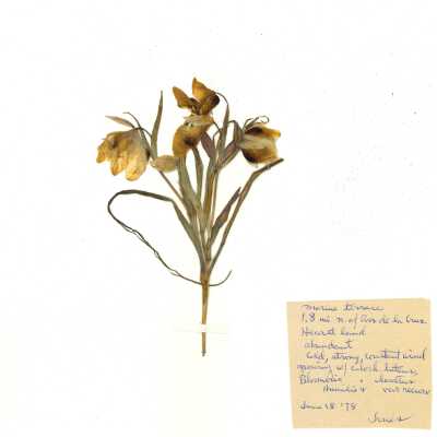 Common Names: White Fairy Lantern, White Globe Lily Scientific Name: Calochortus albus (Benth