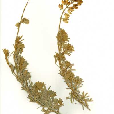 Common Names: Beach Blue Lupine, Chamisso Bush Lupine, Dune Bush Lupine Scientific Name: Lupinus chamissonis Eschsch