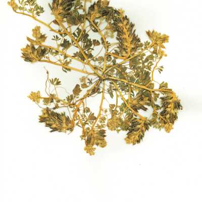 Nipomo Mesa Lupine - June 3 - 1975