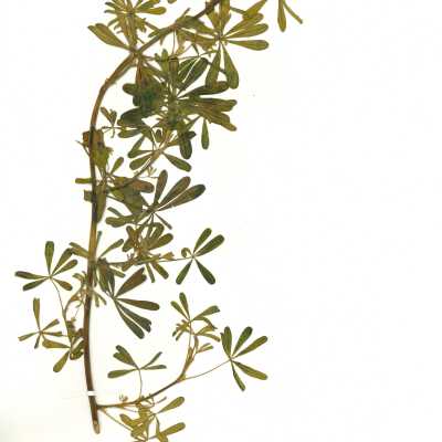 Coastal Bush Lupine - January 20 - 1974