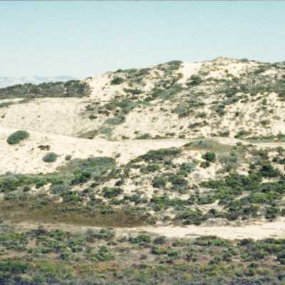 11.5" x 4" panoramic undated photograph of Oso Flaco Lake area
