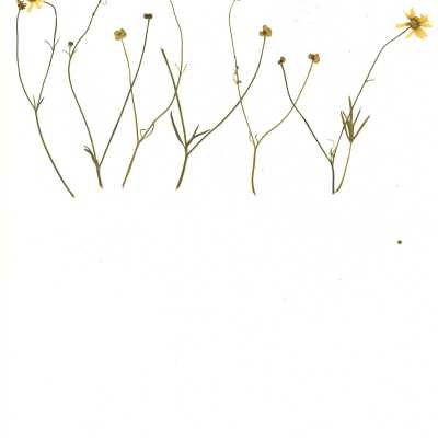 Common Name: California Buttercup Scientific Name: Ranunculus californicus  Benth