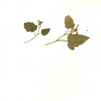 Common Names: California Blackberry, Pacific Blackberry Scientific Name: Rubus ursinus Cham