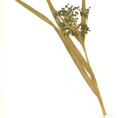 Common Names: Mountain Bog Bulrush, Panicled Bulrush, Small Fruited Bulrush Scientific Name: Scirpus microcarpus J