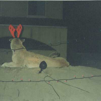 Guadalupe Christmas Parade 4" x 6" color photograph
