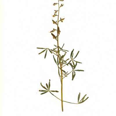 Common Name: Blunt Leaved Lupine, Collared Annual Lupine, Truncate Leaf Lupine Scientific Name: Lupinus truncatus Nutt