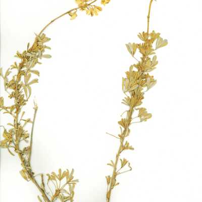 Common Names: Beach Blue Lupine, Chamisso Bush Lupine, Dune Bush Lupine Scientific Name: Lupinus chamissonis Eschsch