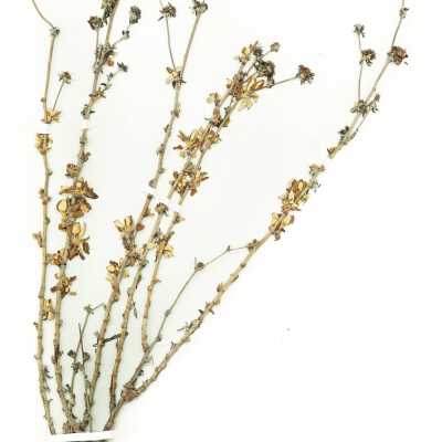 Common Names: Seacliff Buckwheat, Dune Buckwheat Scientific Name: Eriogonum parvifolium Sm