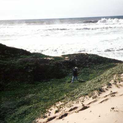 Guadalupe Dunes Preserve aka Rancho Guadalupe Beach County Park
