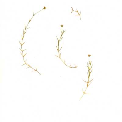 Common Name: Sandwort Scientific Name: Arenaria sp