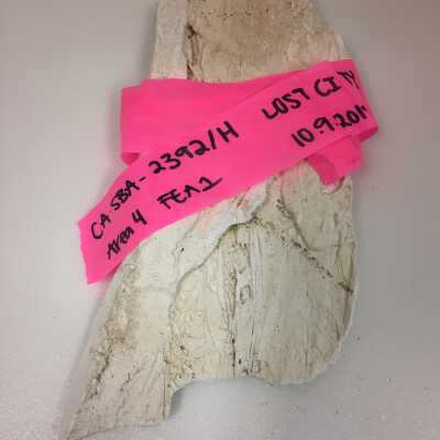 Parts of Albin's (Shpinx) body, no head attached, Ten Commandments