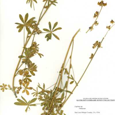 Common Name: Lupine Scientific Name: Lupinus sp