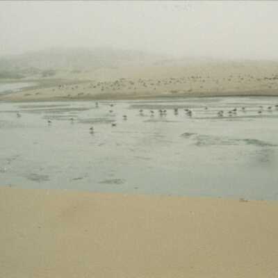11.5" x 4" panoramic undated photograph of Oso Flaco Lake area