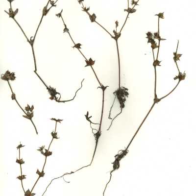 Common Name: California Spineflower Scientific Name: Mucronea californica Benth