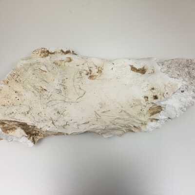 Left edge, Parts of Albin's (Shpinx) body, no head attached, Ten Commandments