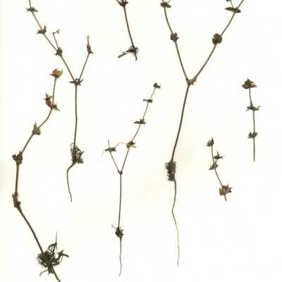 Common Name: California Spineflower Scientific Name: Mucronea californica Benth