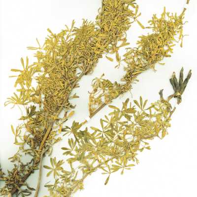 Common Names: Coastal Bush Lupine, Yellow Bush Lupine Scientific Name: Lupinus arboreus Sims Family: Fabaceae San Luis Obispo County, CA, USA Collected by Kathleen Goddard Jones Date: 1970's