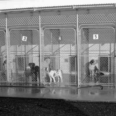 Dogs, Humane Society, Date unknown: Frame 3