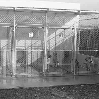 Dogs, Humane Society, Date unknown: Frame 4