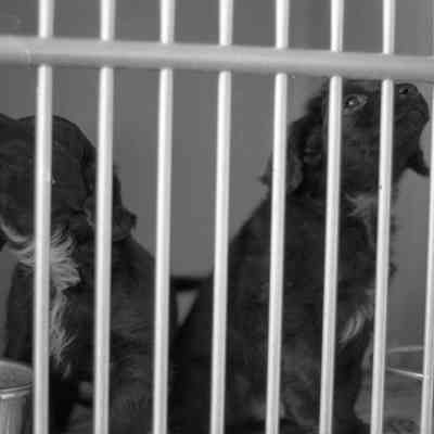 Dogs, Humane Society, Date unknown: Frame 8