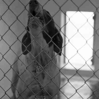 Dog, Humane Society, Date unknown: Frame 9
