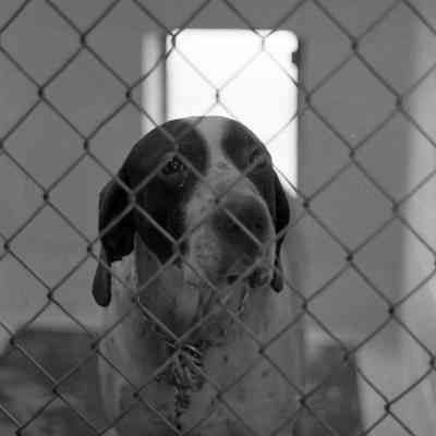 Dog, Humane Society, Date unknown: Frame 10