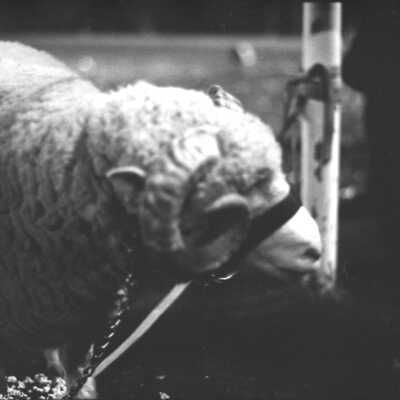 North Thurston High School Mascot, Ram, 1973: Frame 40