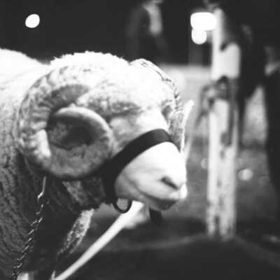 North Thurston High School Mascot, Ram, 1973: Frame 41
