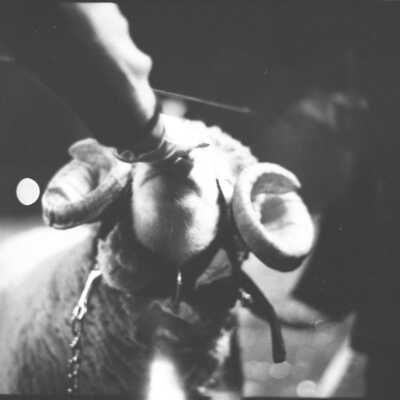 North Thurston High School Mascot, Ram, 1973: Frame 43