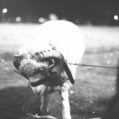 North Thurston High School Mascot, Ram, 1973: Frame 44