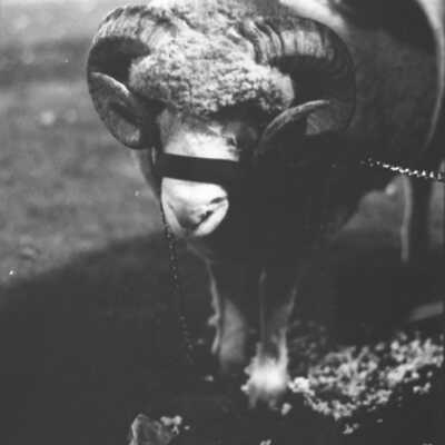 North Thurston High School Mascot, Ram, 1973: Frame 1