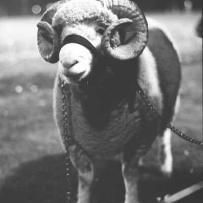 North Thurston High School Mascot, Ram, 1973: Frame 2