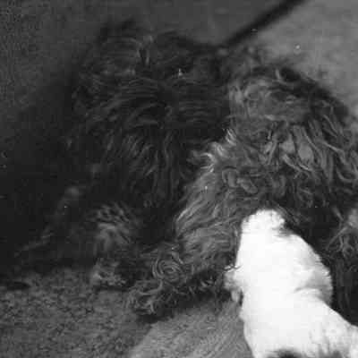 Debbie Southweek's dogs, Date unknown: Frame 39