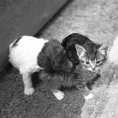 Debbie Southweek's Cat, Unknown Date.