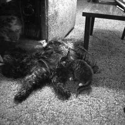 Debbie Southweek's dog and kitten, Date unknown: Frame 41